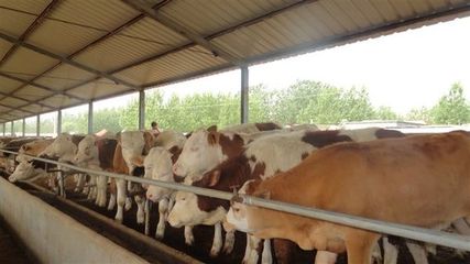 寧南山區肉牛產業發展問題研究