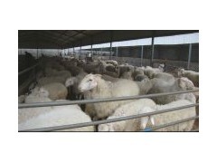 種草養肉牛一頭牛犢成本分析