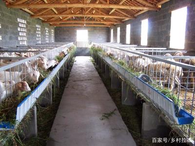 農村俗語“家有萬貫，帶毛的不算”的含義與道理解析