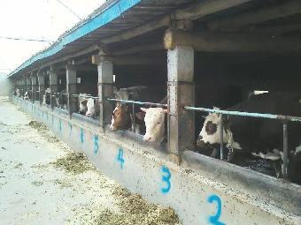 和縣養牛業 市場前景分析與養殖要點