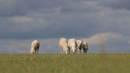 草原上的黨課 內蒙古“聽黨話、感黨恩、跟黨走”宣傳教育走進鄂溫克家畜飼養一線