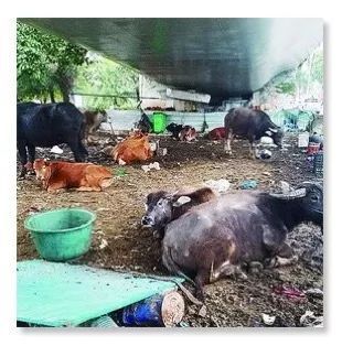 公路新功能？探索路面與圍欄外的畜牧可能