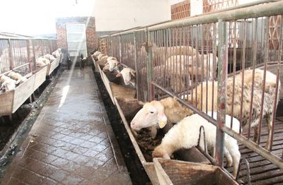 畜牧業抗雪防寒技術指南 家畜科學飼養與越冬管理